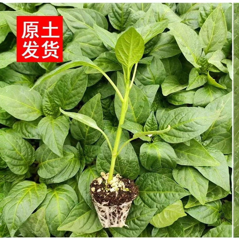 香辣皱皮椒苗带土辣椒秧苗庭院地栽盆栽种出香辣好滋味