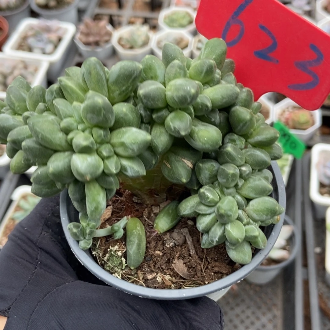 623千代田缀多肉植物