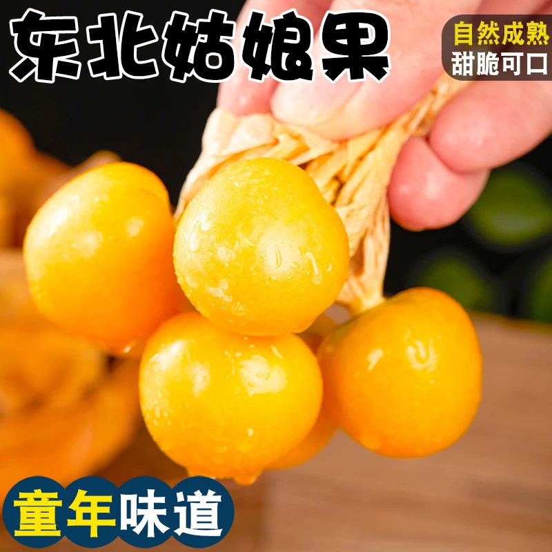 【圆通】东北姑娘果新鲜大果特产水果灯笼果小金豆甜菇娘果