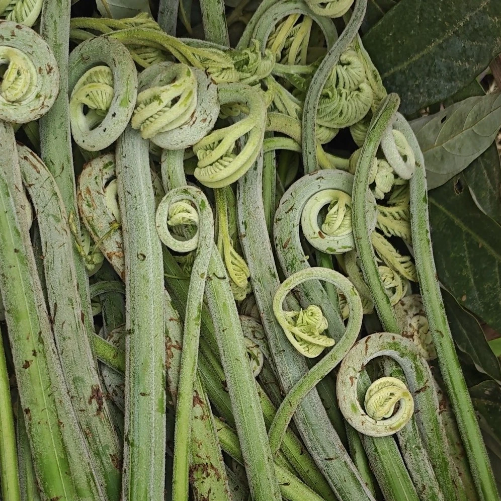 云南高山采摘野生稀有大蕨