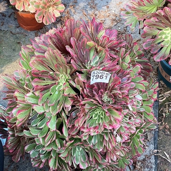 7961 一颗同花顺发誓