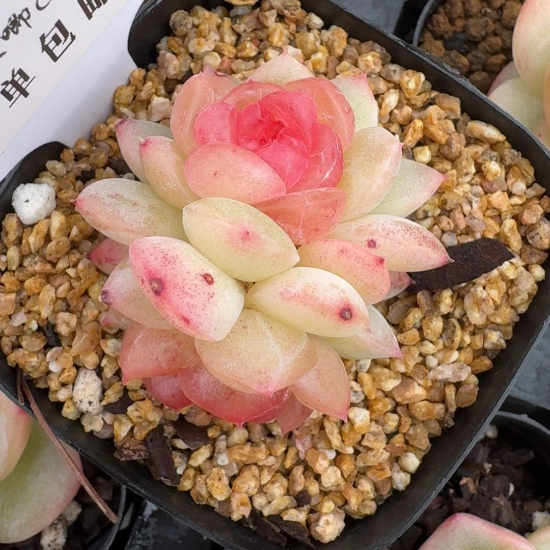 红陶0207-22-追月f