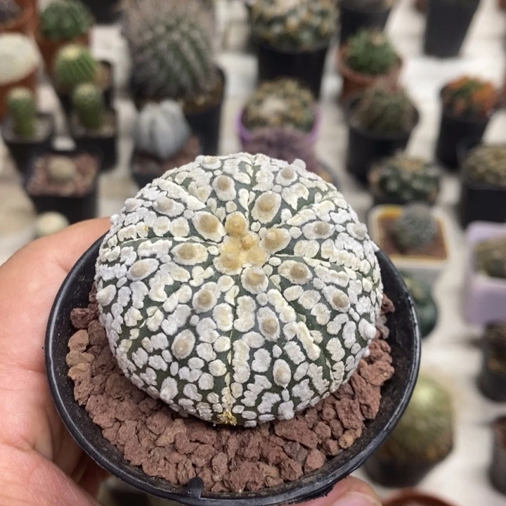 实生浓白兜特价福利