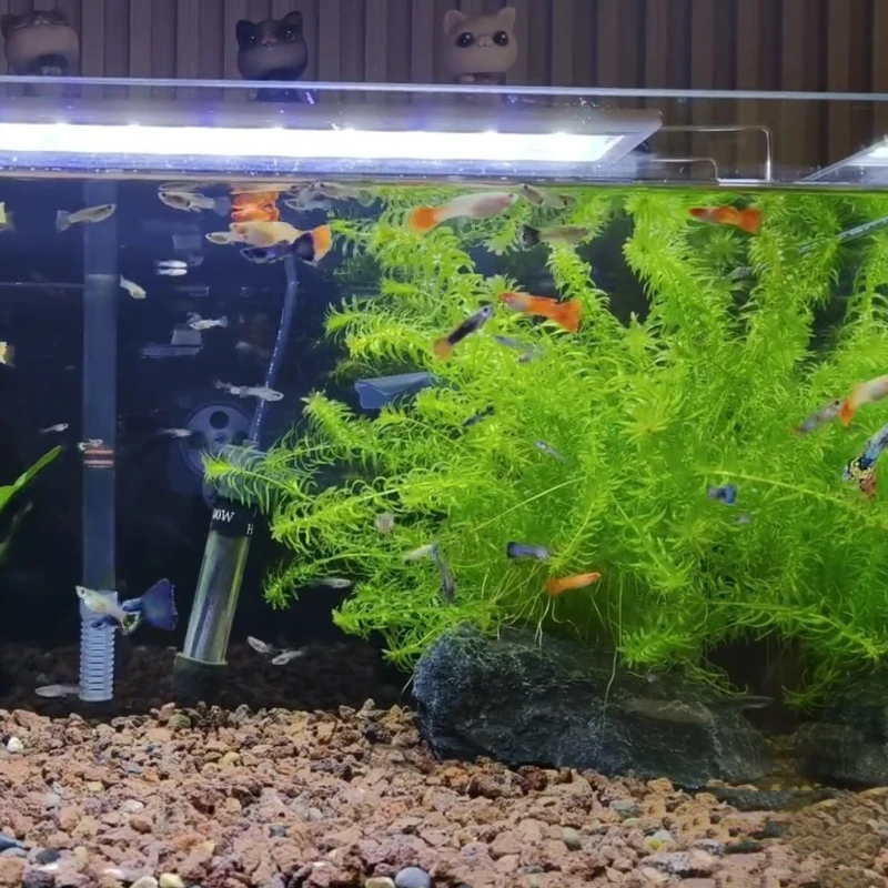 淡水专用水草蜈蚣草真草鱼缸造景装饰增氧真水草好养鱼缸专用草