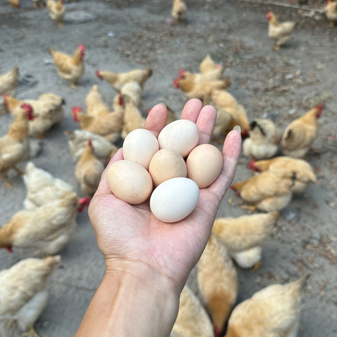 【小沈家】农家散养三黄鸡初生蛋特小个鸡蛋土鸡蛋