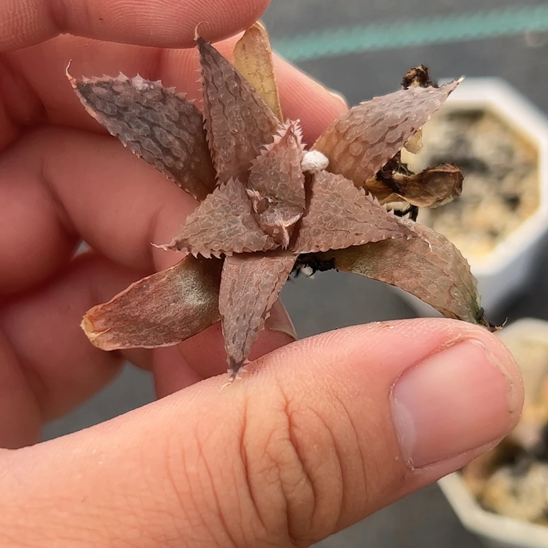 莫瑞莎十二卷多肉脱土