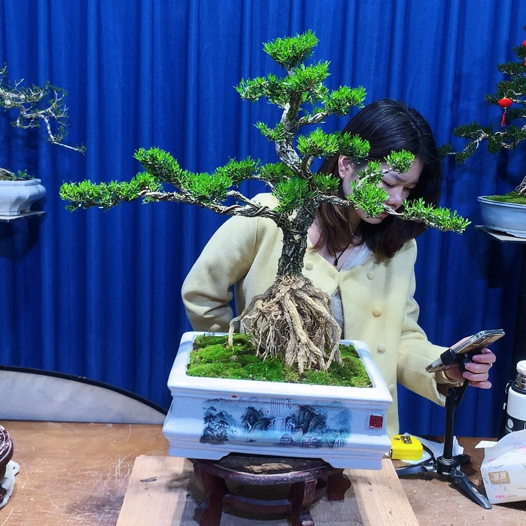 黄杨盆景一物一拍一**线