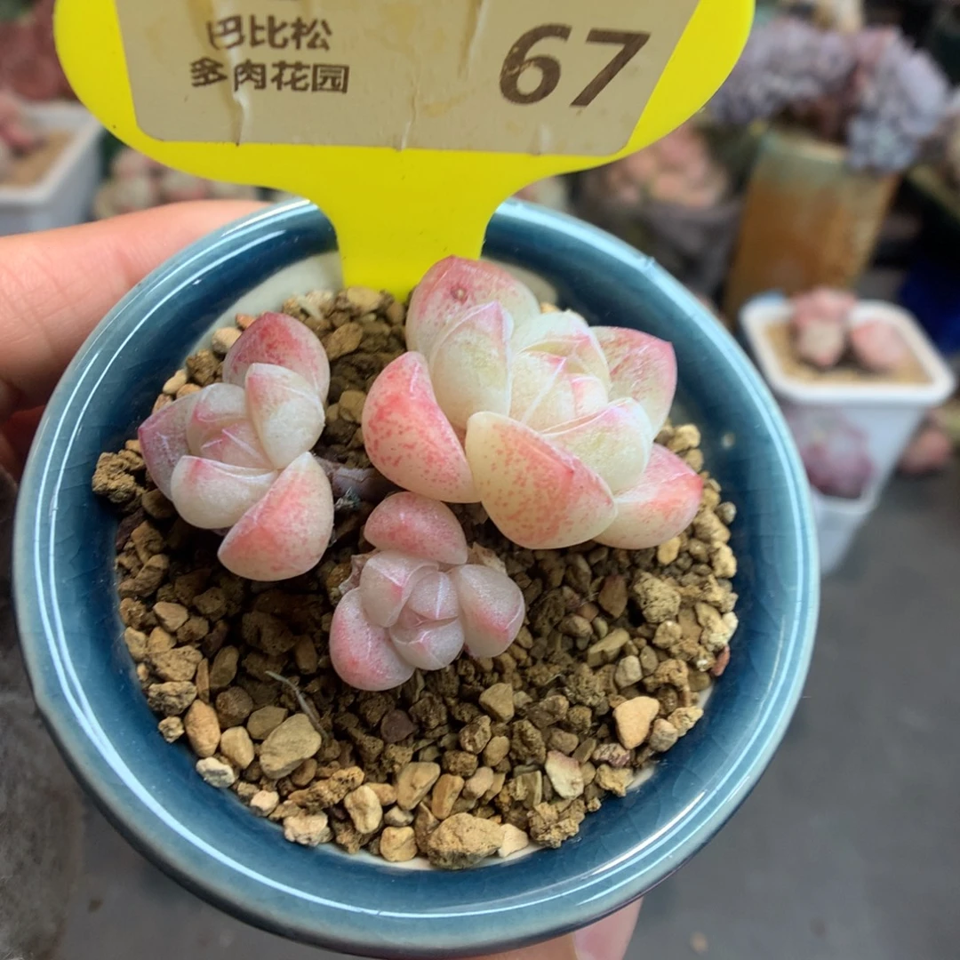 67小脸溏心冰玉多肉植物