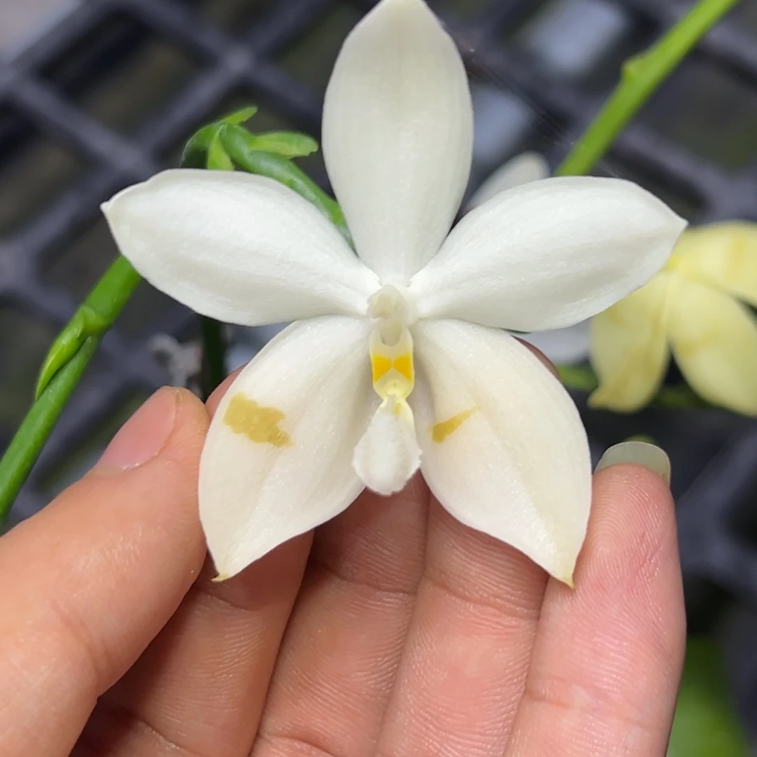 完全开放l071ys1142