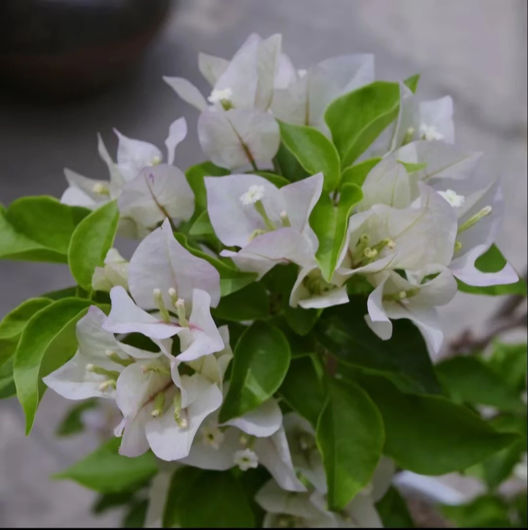《维拉白》一物一拍三角梅，运输途中落花落叶属于正常现象，介意慎拍