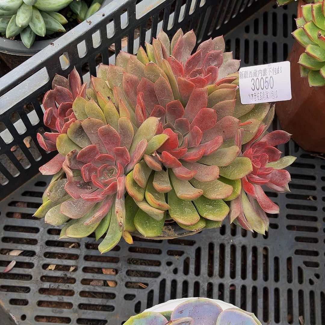 公***财   米亚多肉30050