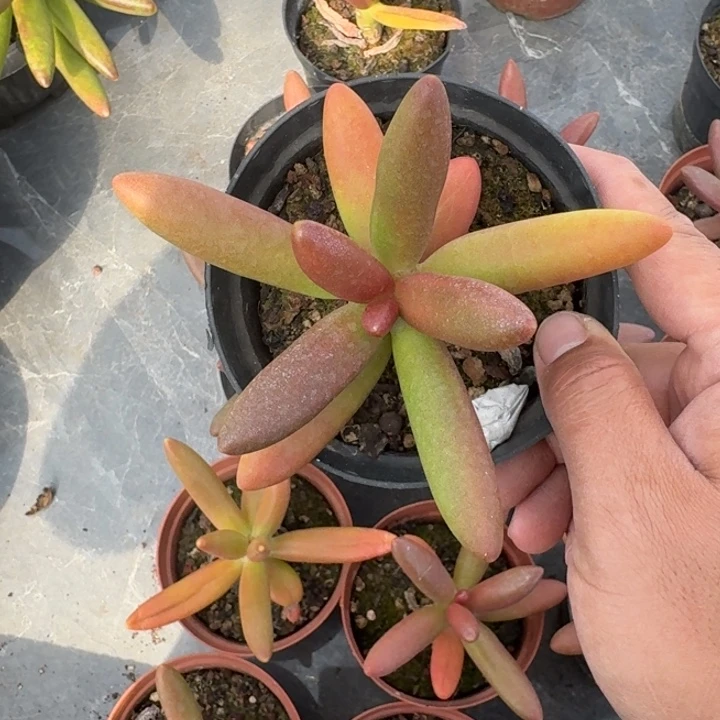 椰子树 单头 一物一拍