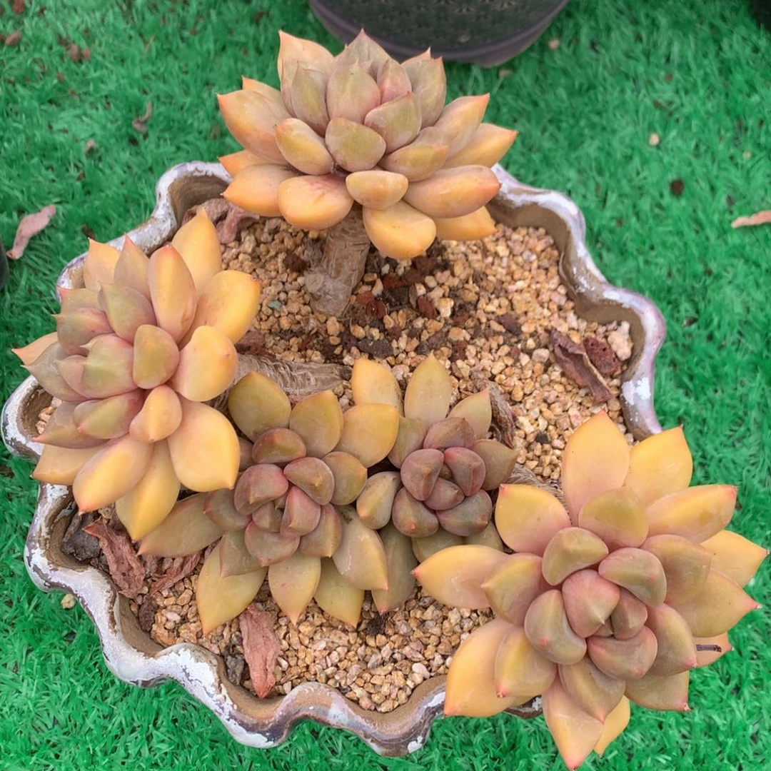 红象牙老桩无砍一物一拍