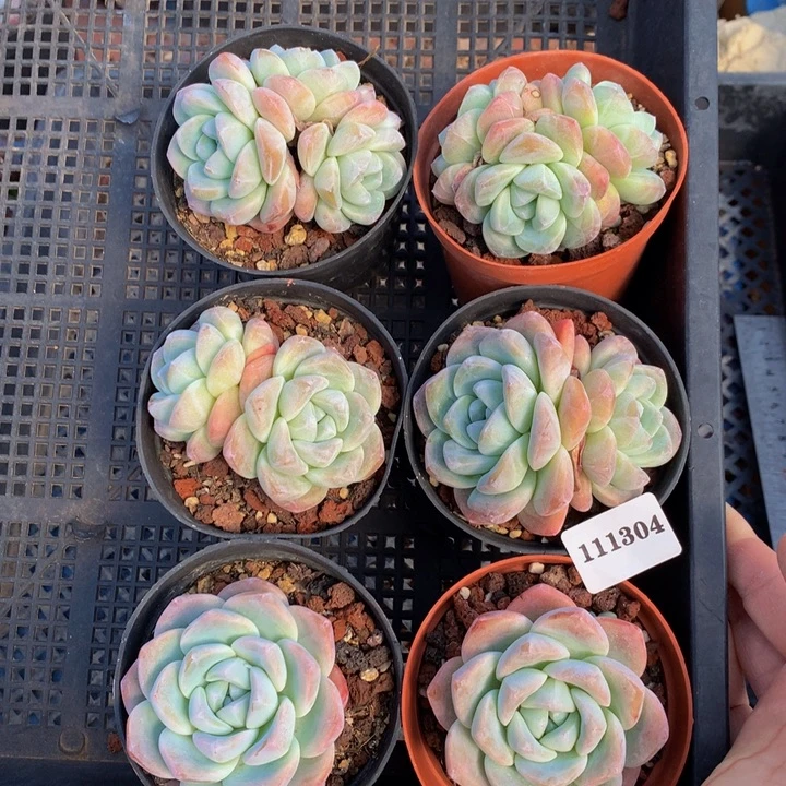 111304六个嗯嗯嗯嗯嗯好喜欢