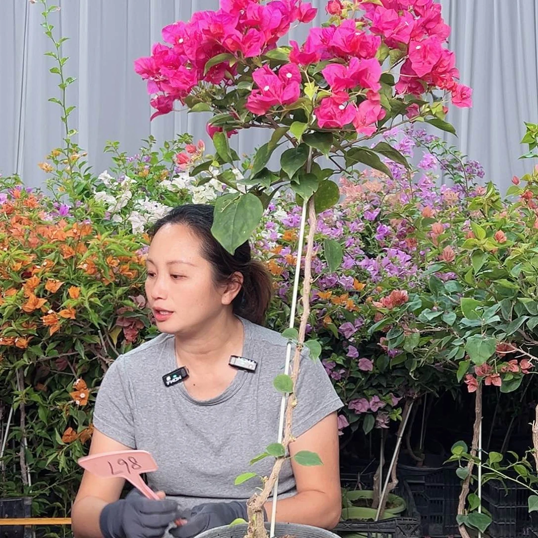 米****当前无花栽培后可以开花L98血色玛丽