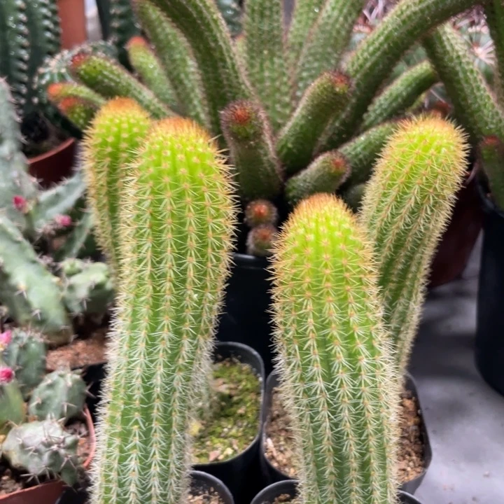 双色金妞十五公分自根一杯9.99