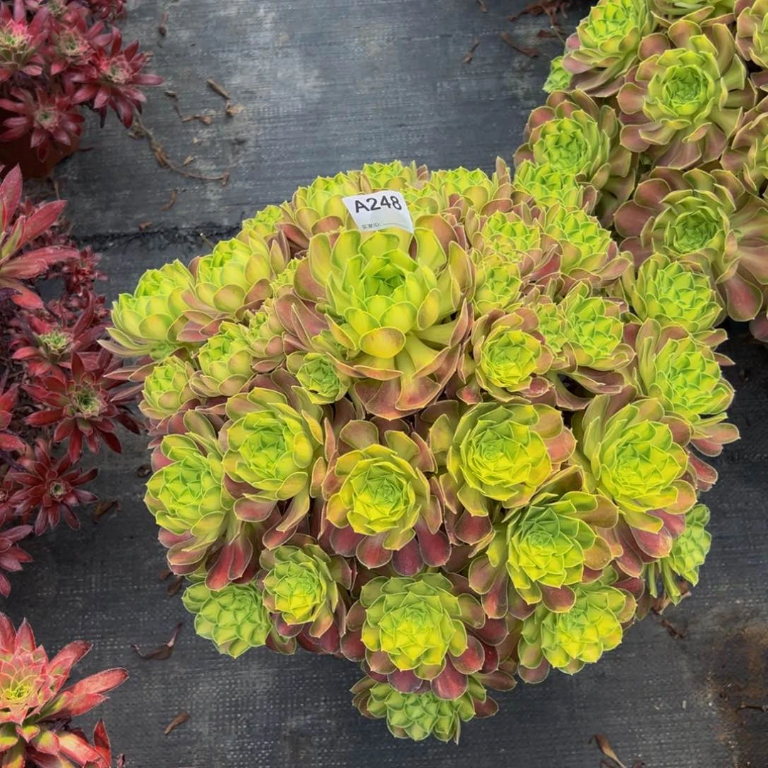 无花朵简*ღ248韶华法师多肉