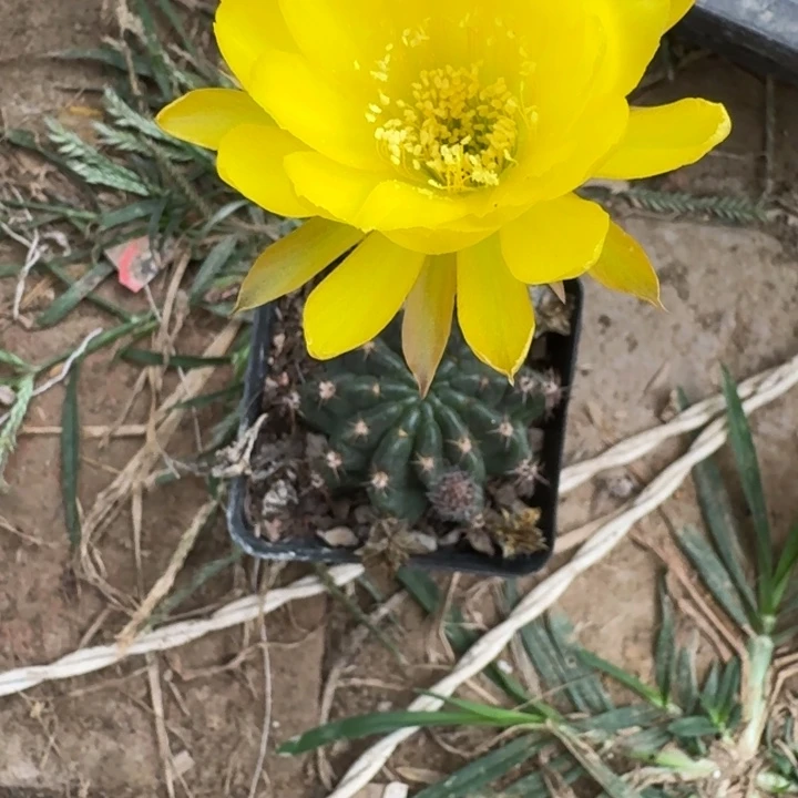 260丽花根掰花脱土发货瘦软伤