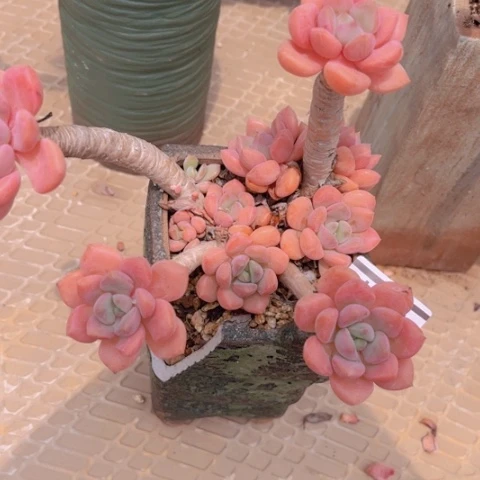 爱***姐白鹭1514多肉植物