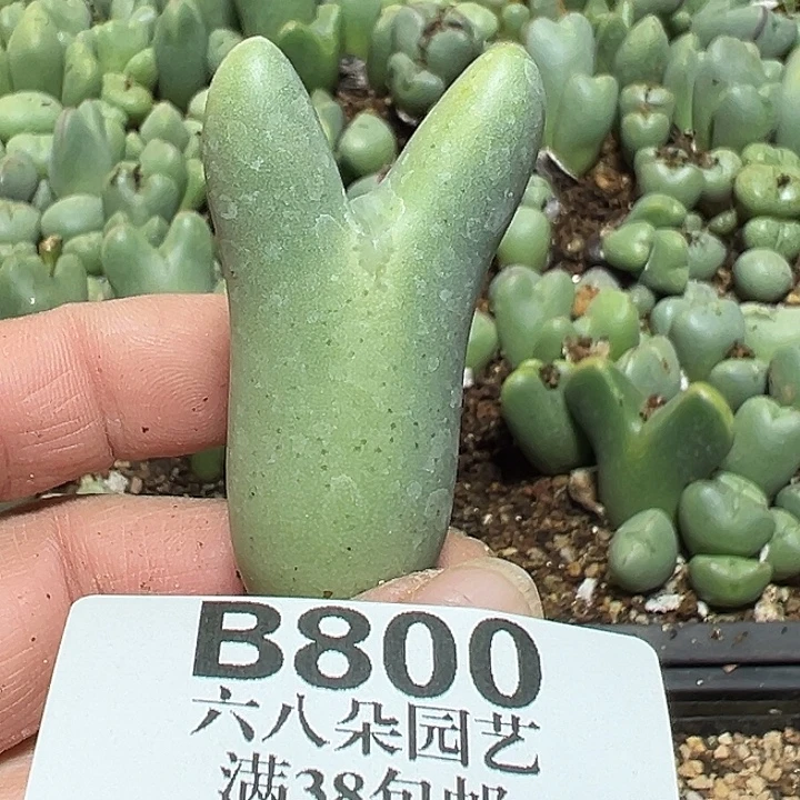 800号大将多肉植物