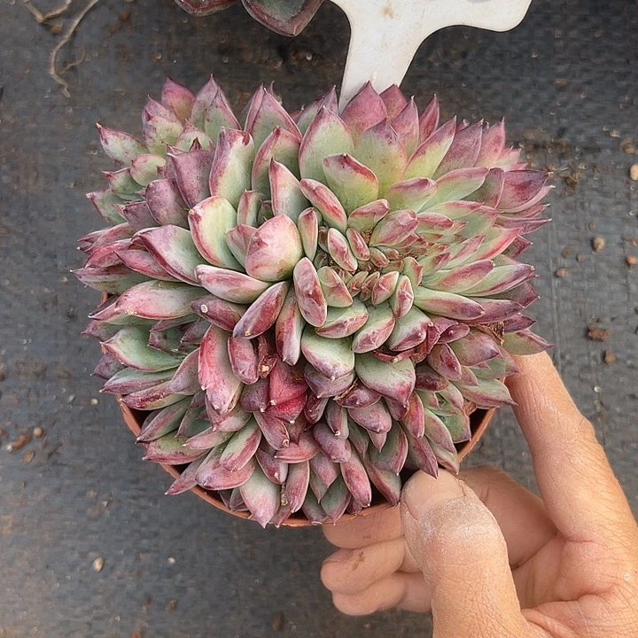 两单包邮，一物一拍红拉糖缀158
