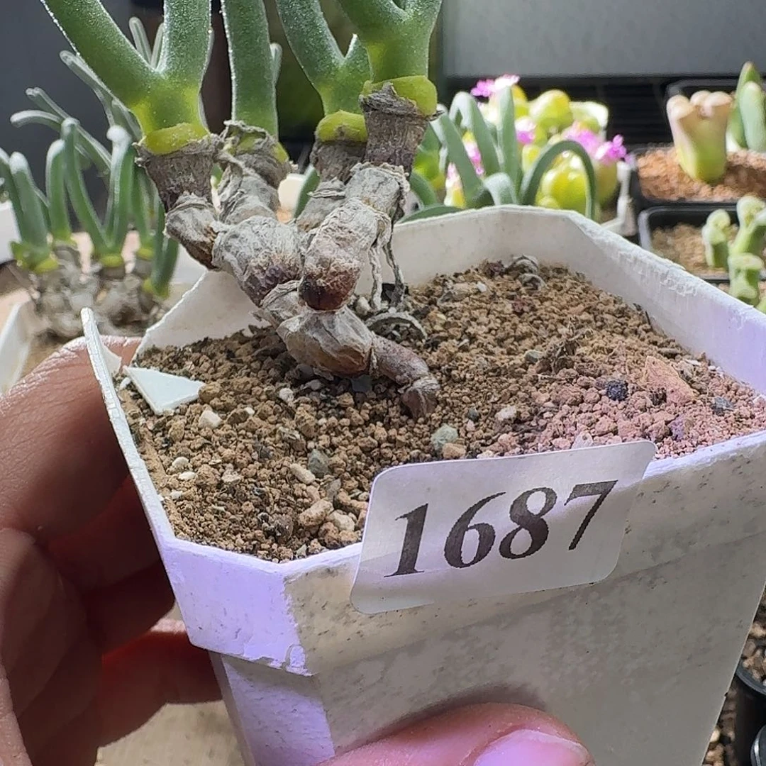 安***子1687安安公子拍兔子