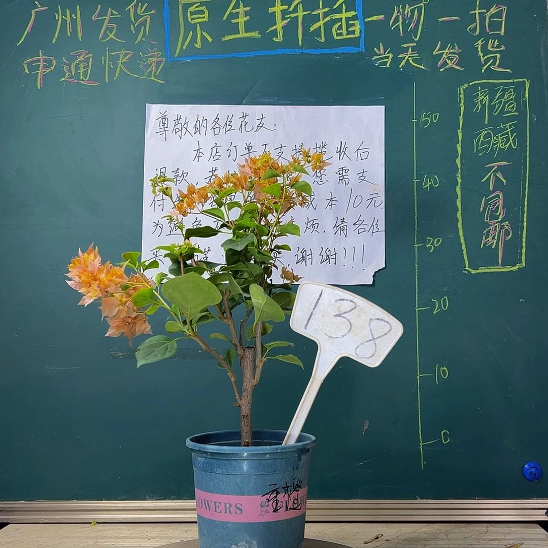 当前无花栽培后可以开花 重瓣橙 138