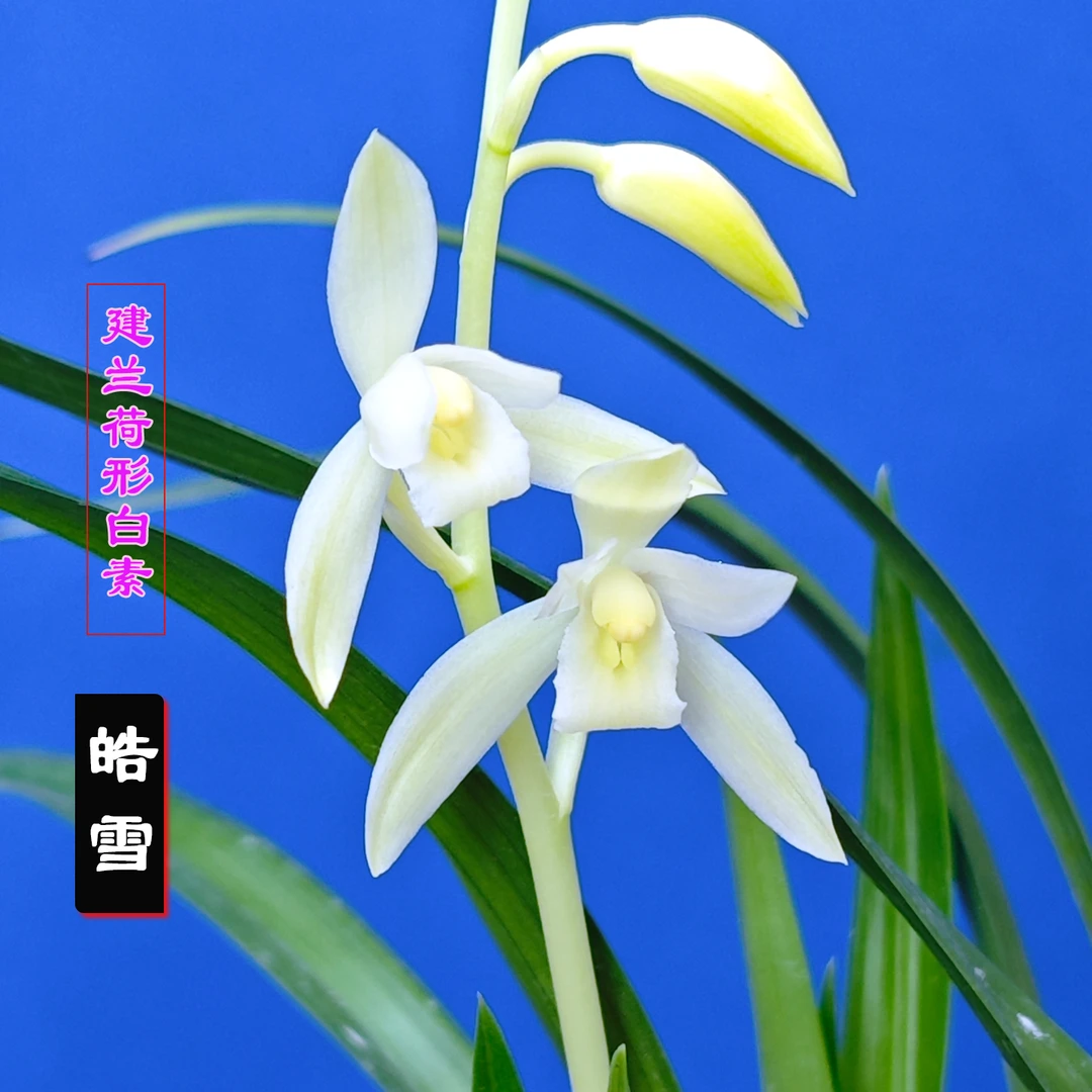 建兰荷形白花【皓雪】浓香兰花室内绿植盆栽易养兰苗花卉