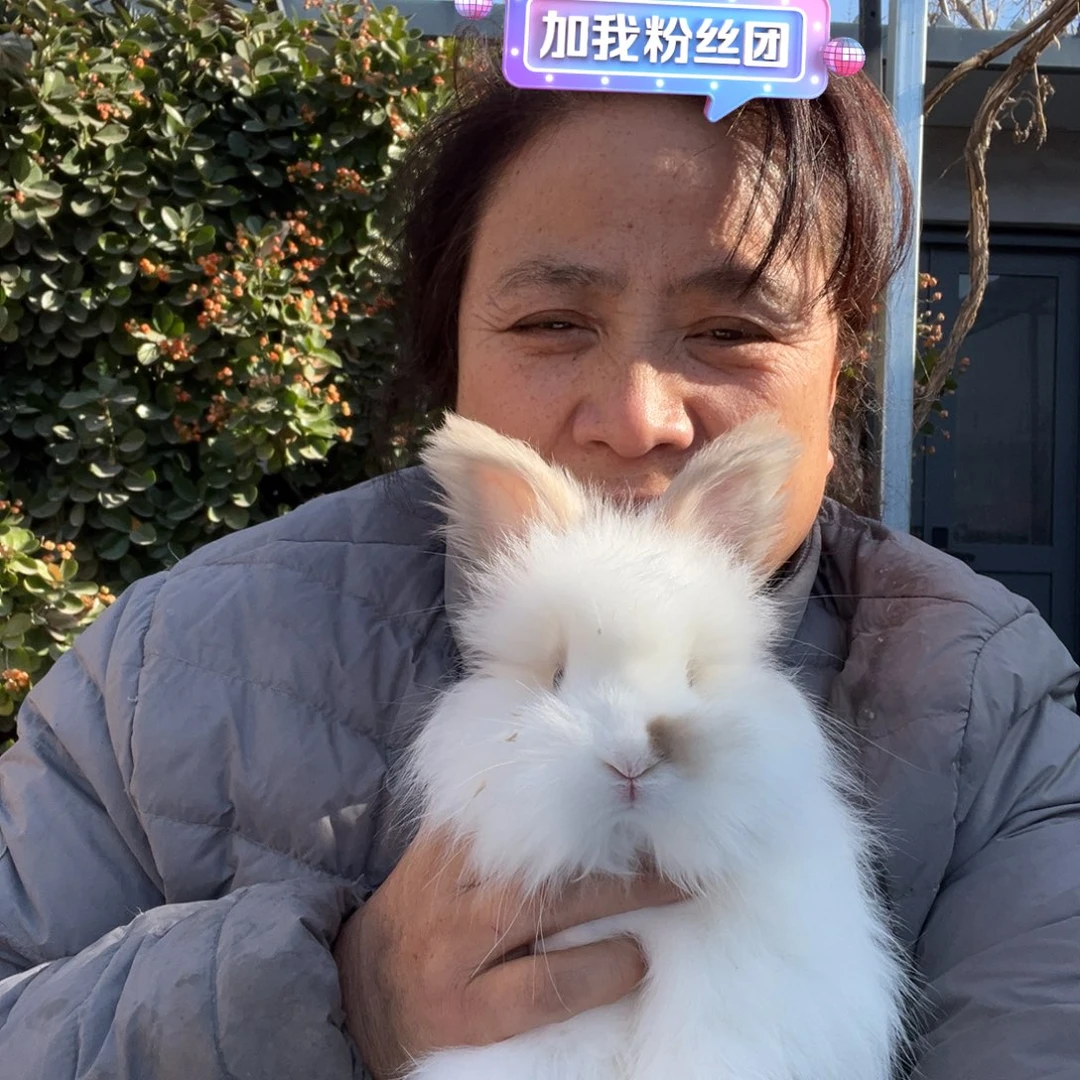 宠物兔英系安哥拉兔