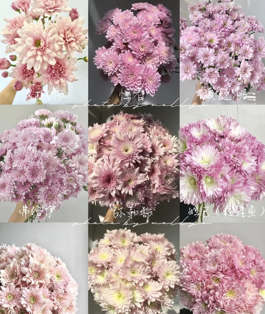 【新疆鲜花】粉色系小菊一扎