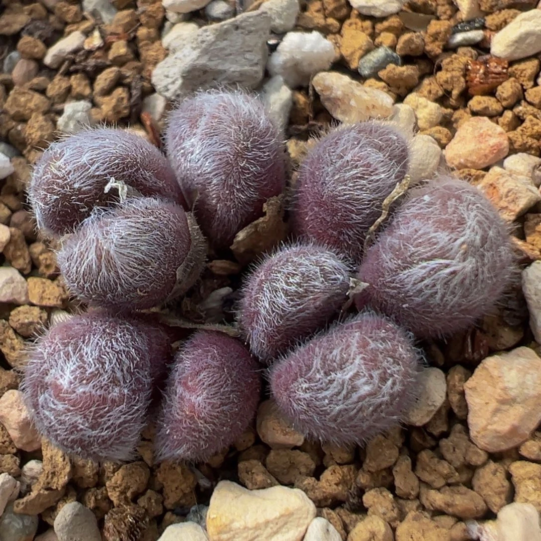 52多肉植物百科紫毛球