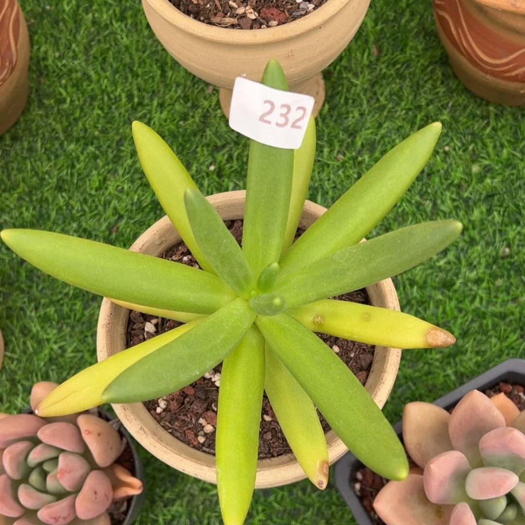 【闪购商品】椰子树。 232。 111111111