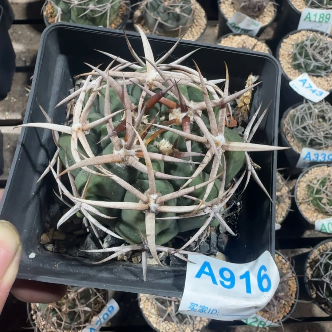 植***龟碧言玉 实生仙人球916