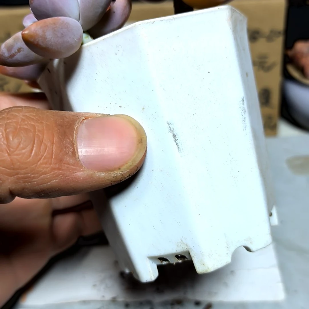 满6元包邮，淡雪三颗代杆