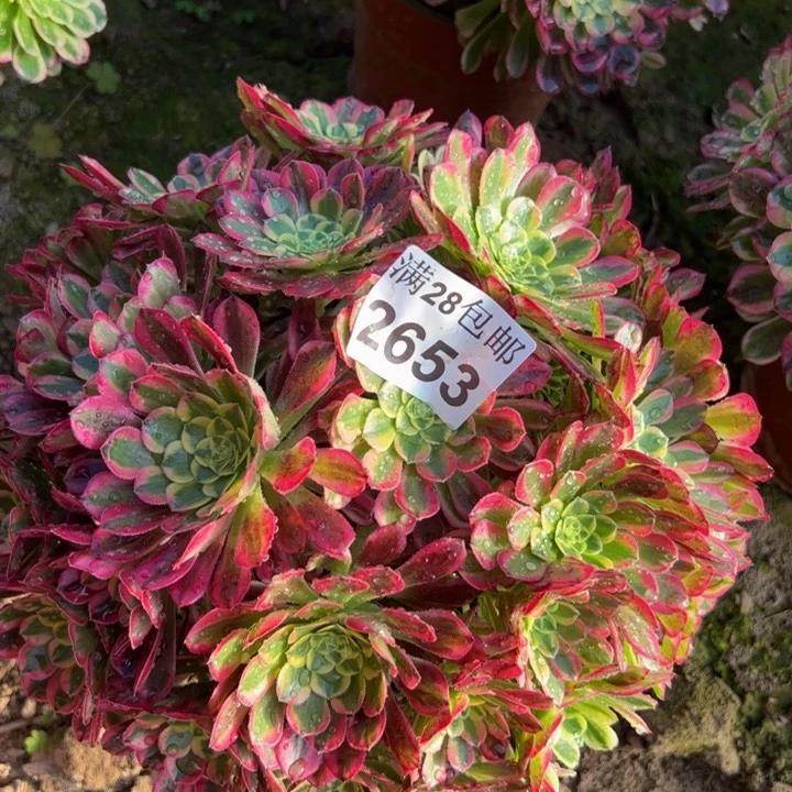 2653南朝霞多肉植物