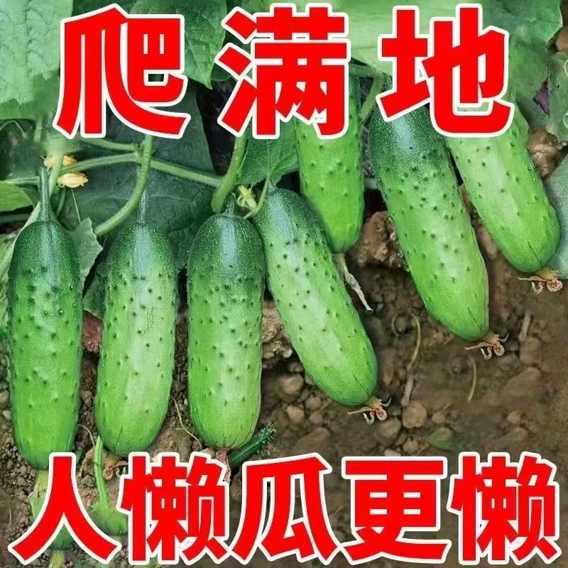 满地爬水果黄瓜种子不搭架四季庭院阳台盆栽黄瓜籽种蔬菜种籽lz