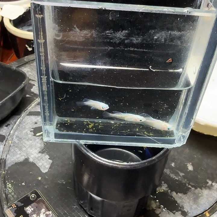 青鳉鱼37号拍品梦幻粉蝶