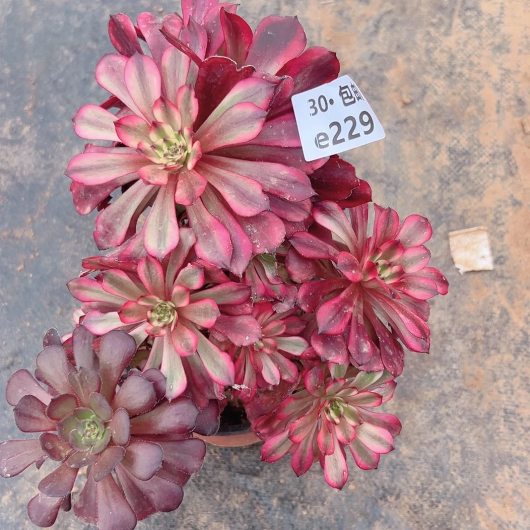 229美姬多肉法师