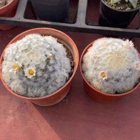 有**S白星组合2颗仙人球