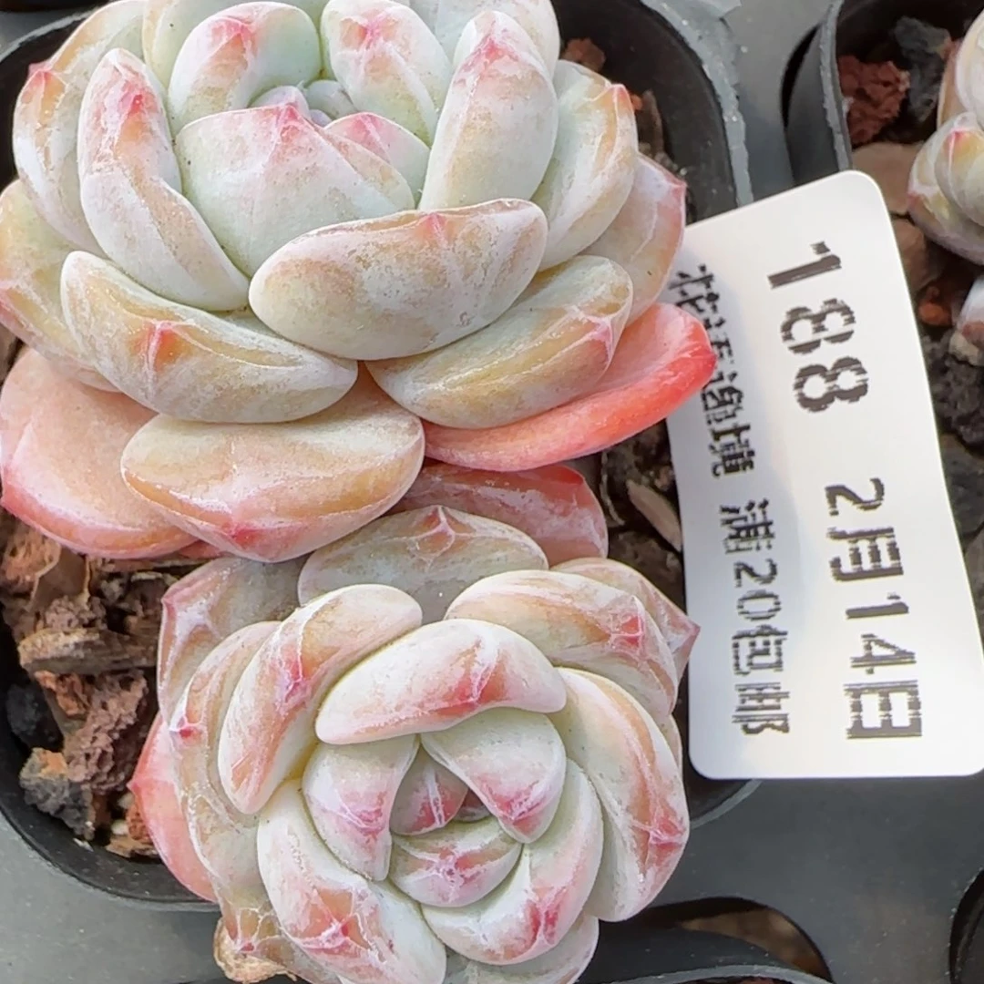 花语逸镜0214-188
