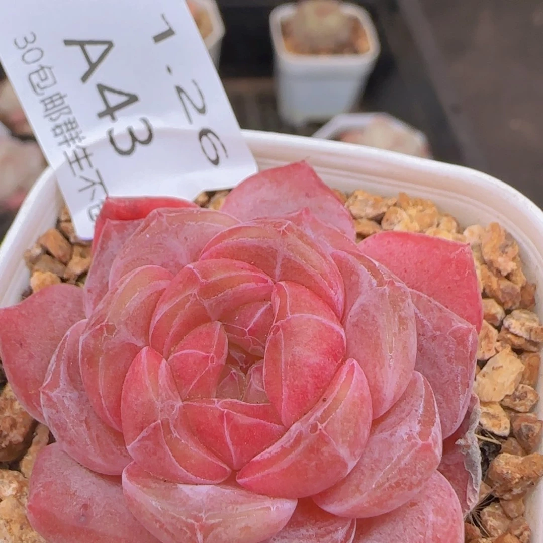 黛玉单头一颗脱土发货