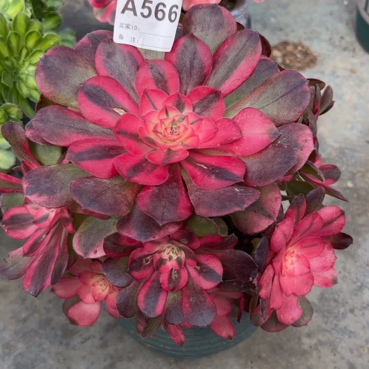 566荔枝20厘米左右