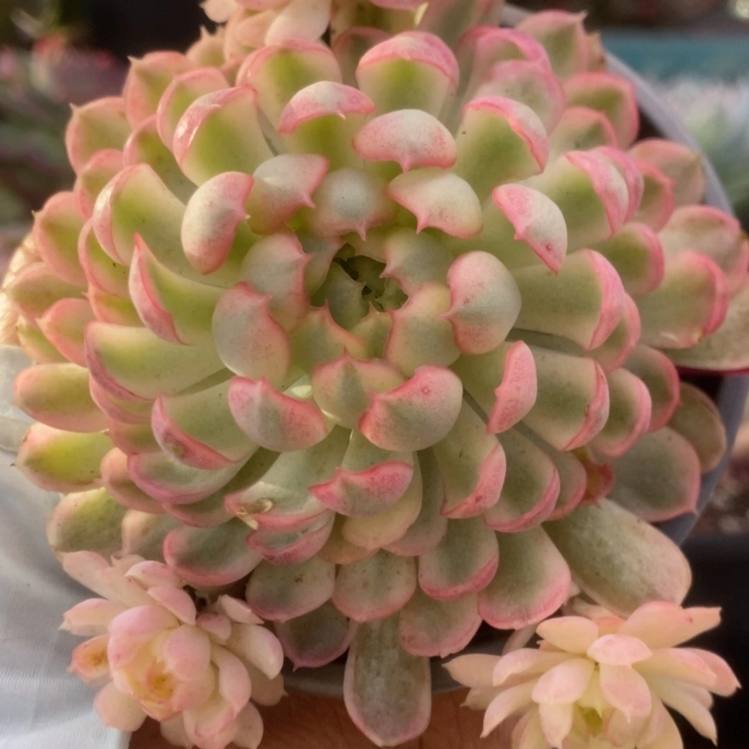 133仙子座锦锦锦锦锦锦锦锦