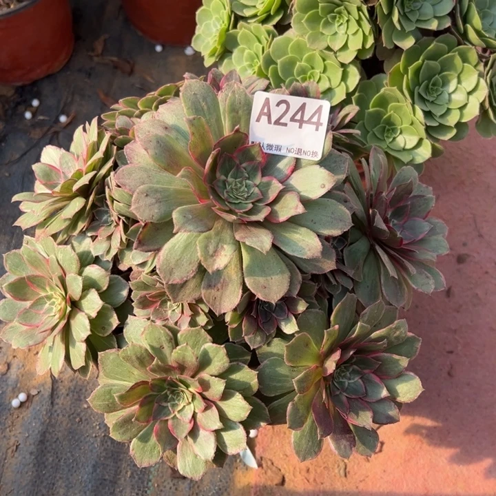莲花座多肉植物244.