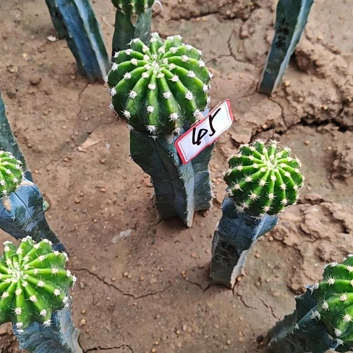 丽花飞云洛龙神木嫁接大45福