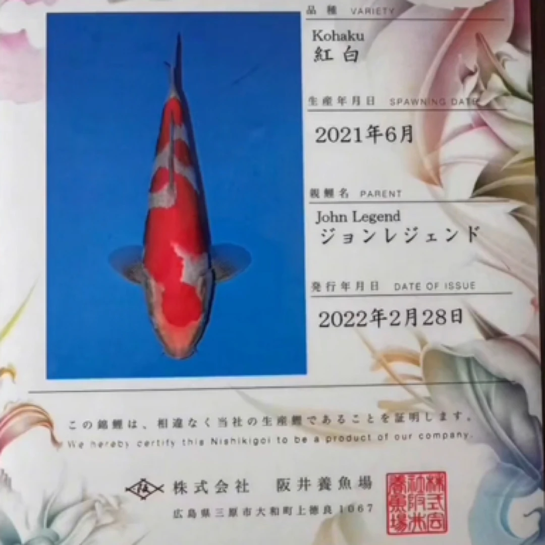 与鲤有缘进口坂井7岁97公分松月立鲤25年产子代鱼锦鲤观赏鱼