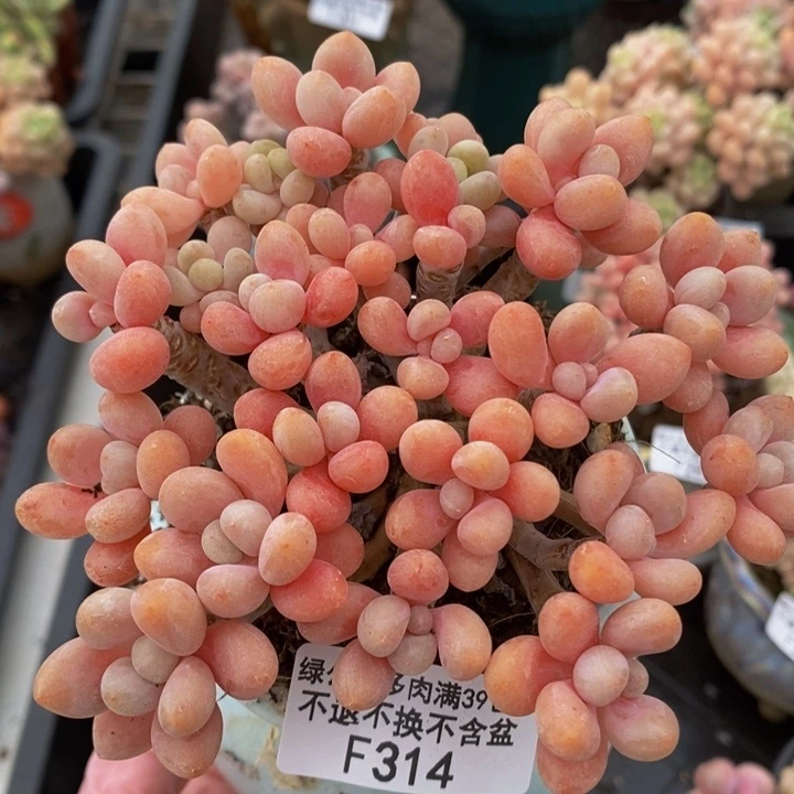 鱼子酱老桩11cm314多肉植物