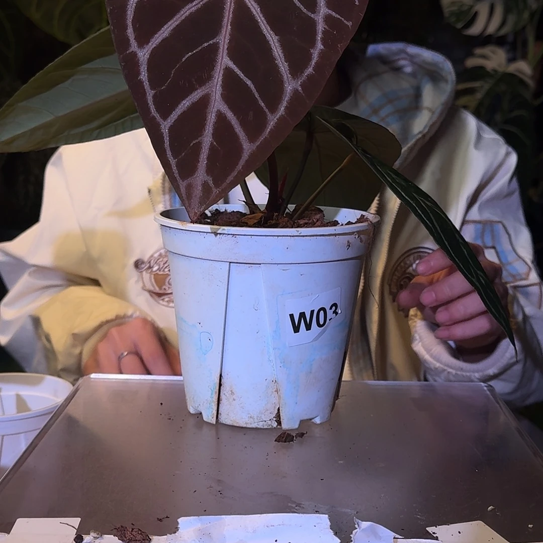 不开花植物W71红骑士