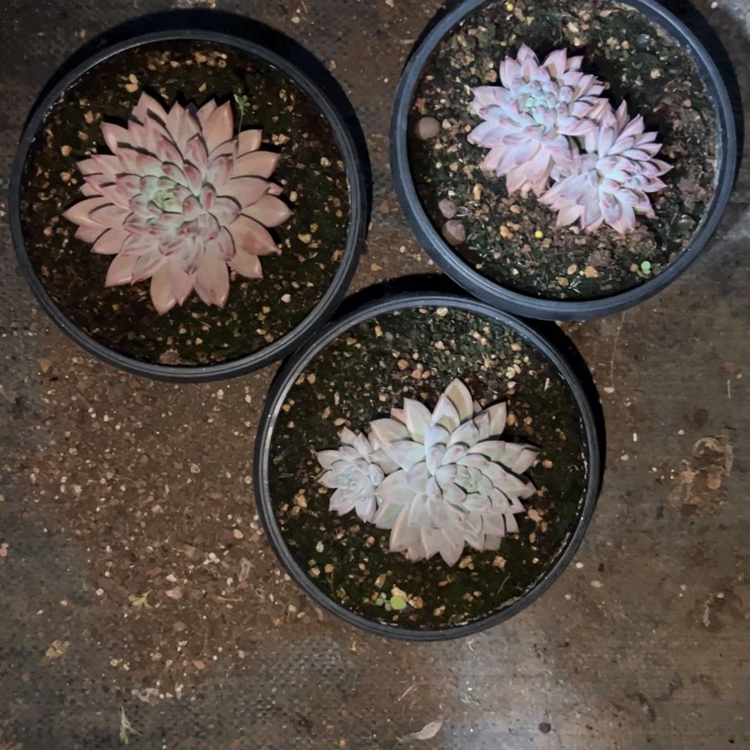 Q*多肉植物多肉植物