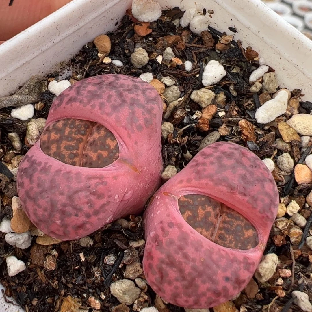 特价多肉植物百科354